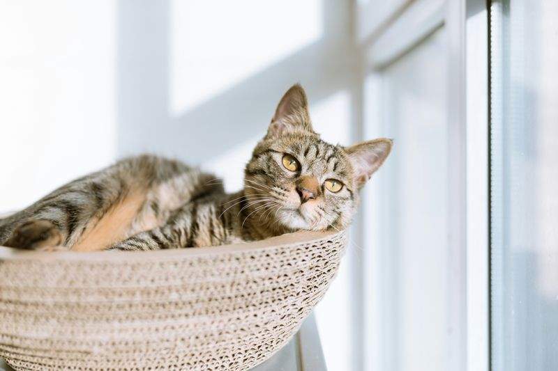 Winter Care Tips for Your Pets