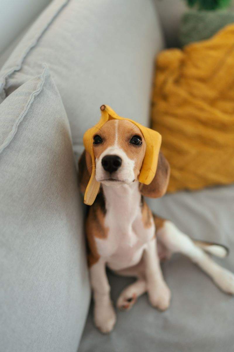 Paw Paradise Pet Care - Image 1