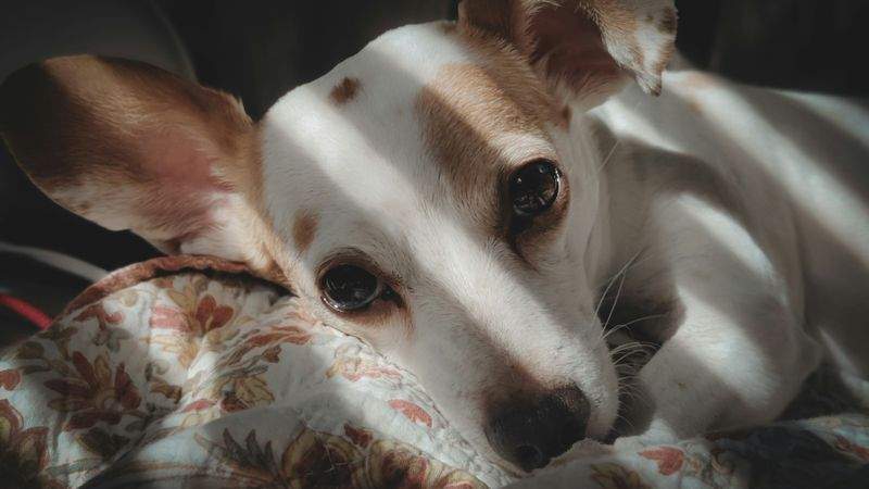 Paw Paradise Pet Care - Image 10