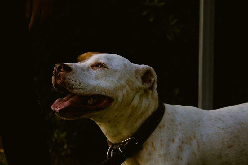 Paw Paradise Pet Care - Image 12