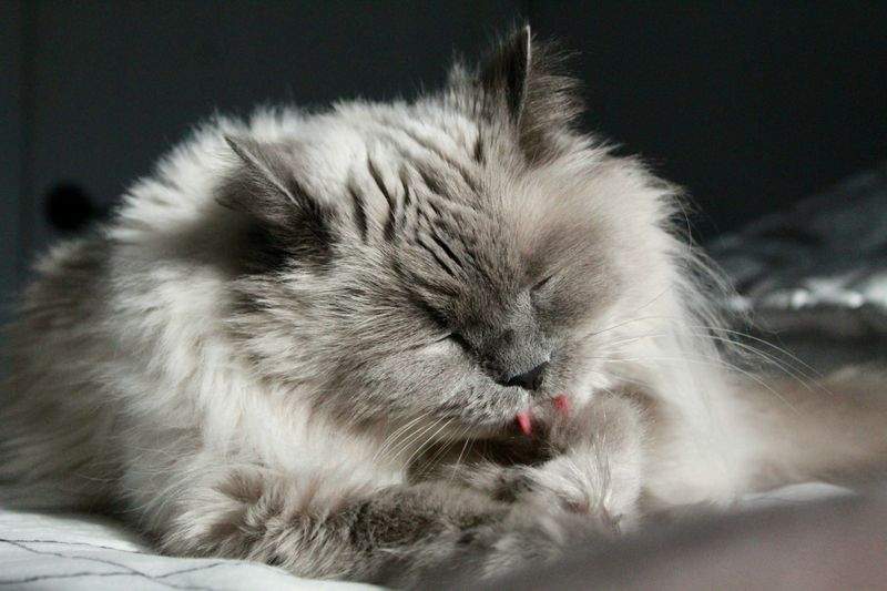Paw Paradise Pet Care - Image 14