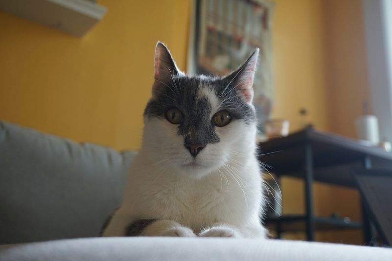 Paw Paradise Pet Care - Image 15