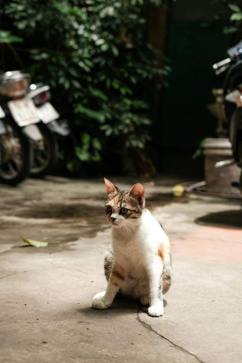 Paw Paradise Pet Care - Image 3