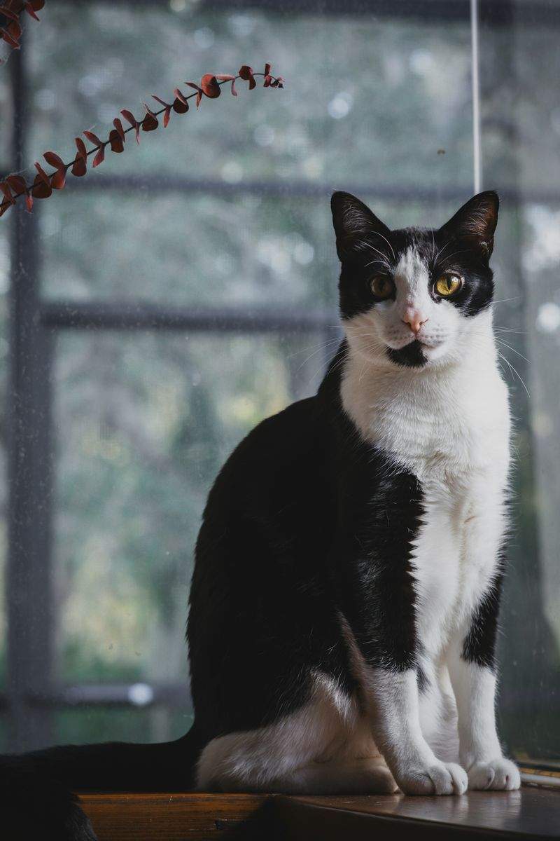 Paw Paradise Pet Care - Image 4