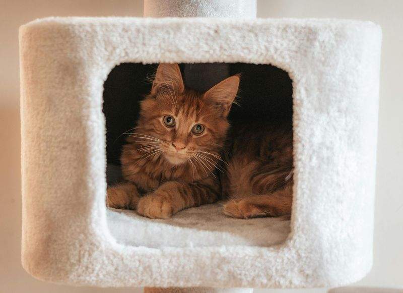 Paw Paradise Pet Care - Image 5