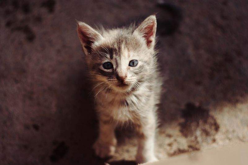 Paw Paradise Pet Care - Image 6