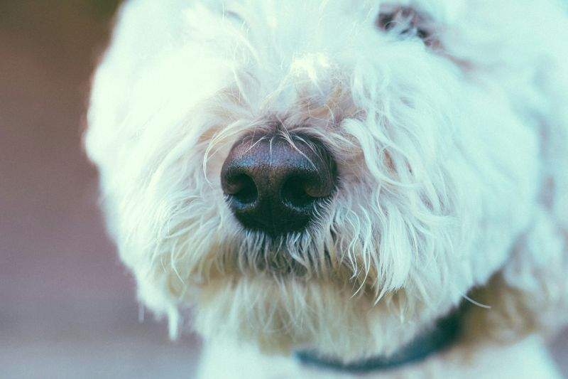 Paw Paradise Pet Care - Image 7