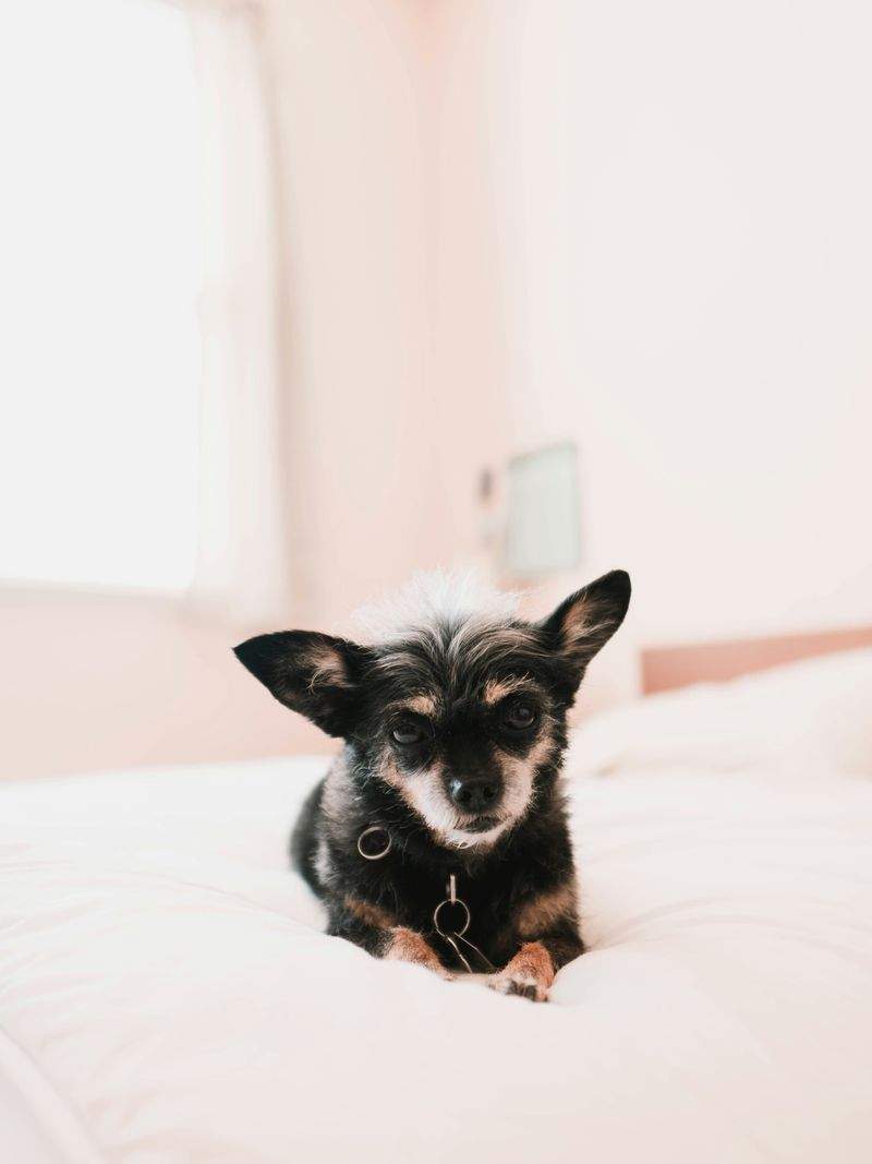 Paw Paradise Pet Care - Image 9