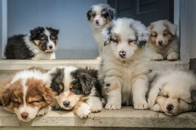 Pet Training
